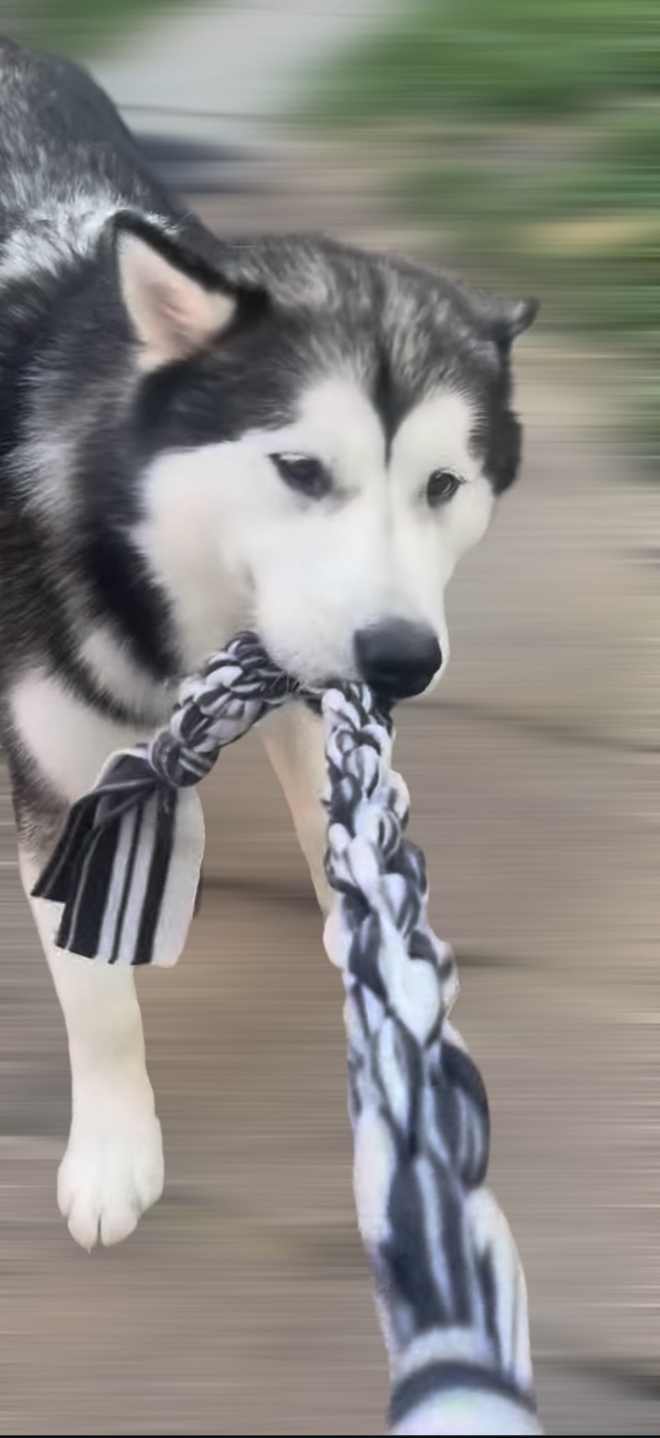 Tug Toy