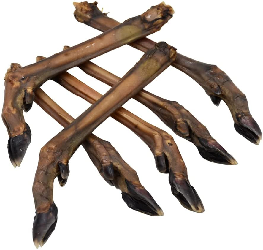 Roe Deer Leg