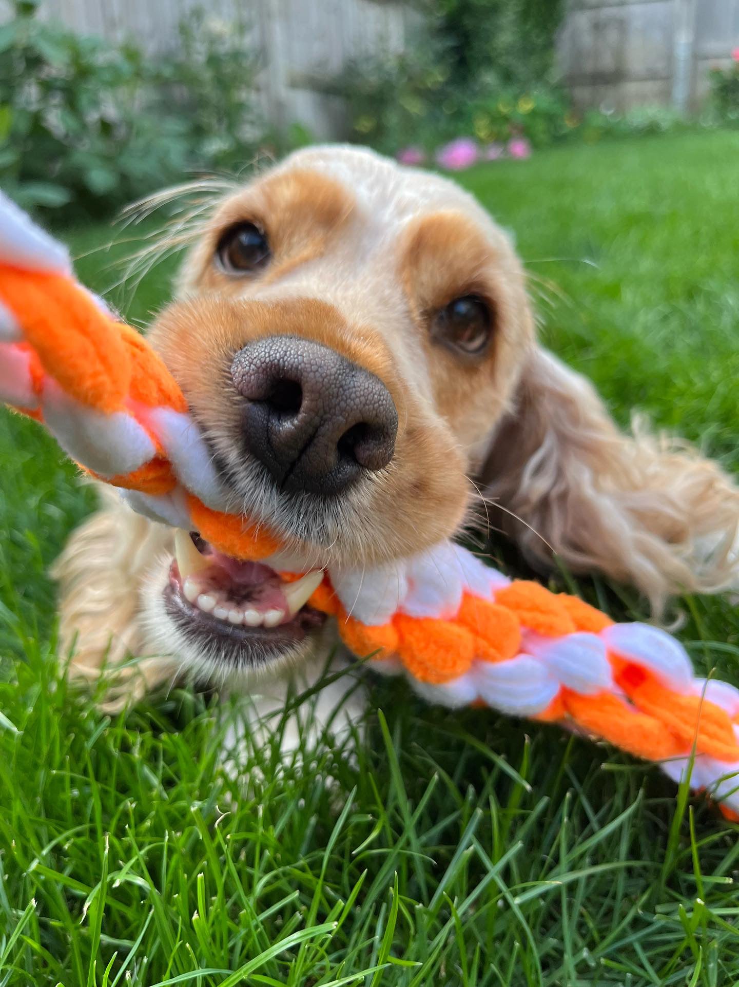 Tug Toy