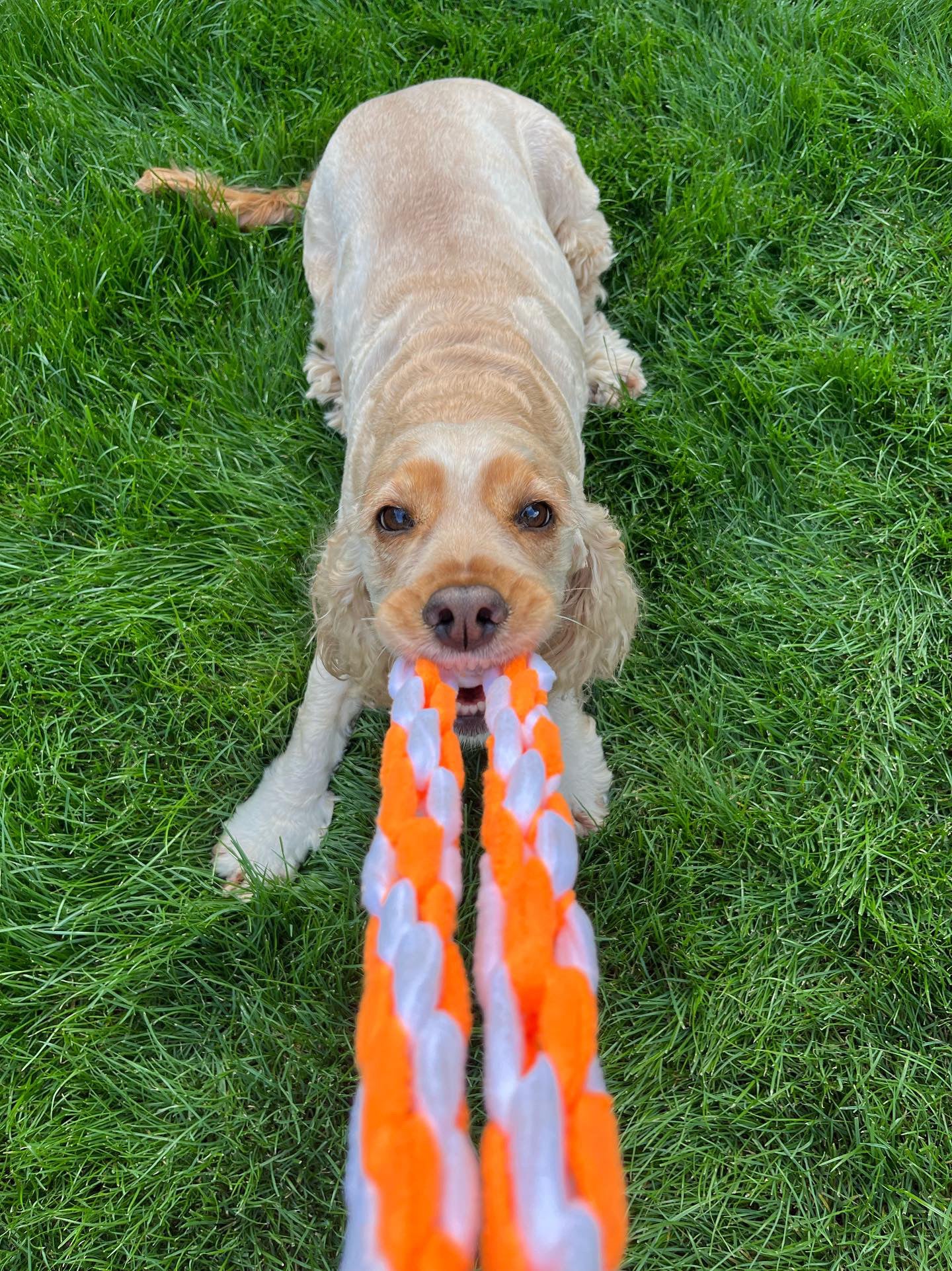 Tug Toy